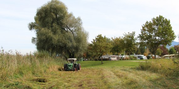 Schilf mähen, © Chiemsee-Camping-Rödlgries